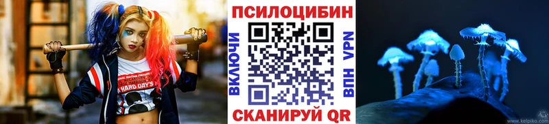 цена   Салаир  Псилоцибиновые грибы Psilocybine cubensis 